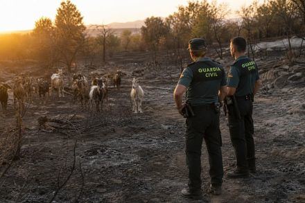 Investigación por maltrato animal en granja afectada por incendio en Burgohondo