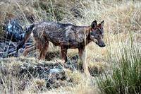 El PSOE pide sensibilidad y celeridad para pagar a los ganaderos