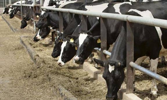 EL PSCyL exige soluciones al fin de la cuota láctea