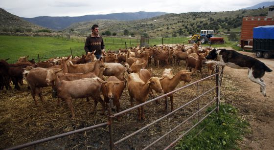 Nuestros ganaderos se van a Extremadura por 'culpa' del lobo