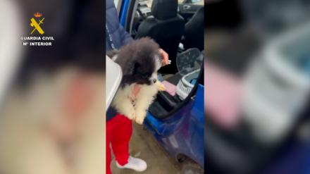 Desmantelada red de venta ilegal de cachorros en Ávila