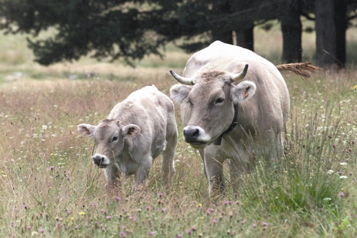 La nueva PAC no es un asunto baladí para Avila