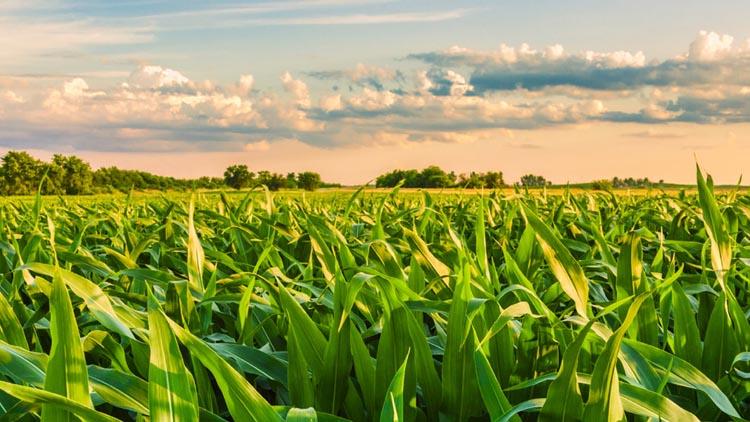 El Itacyl participa en el programa europeo Horizonte 2020 sobre la digitalización del sector agrario