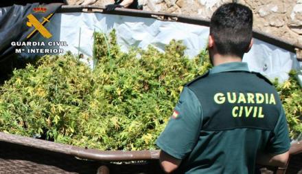 Incautadas 600 plantas de cannabis en Muñoyerro (Ávila)