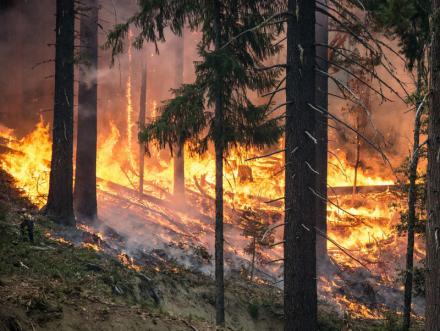El incendio de Gavilanes (Ávila) quemó más de 1.400 hectáreas