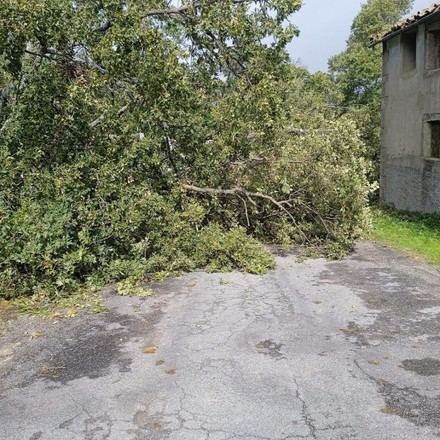 Las caídas de árboles sobre la calzada, principales incidencias viarias leves causadas por las lluvias