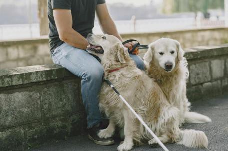 Nuevo decreto garantiza acceso de personas con discapacidad y sus perros de asistencia a espacios públicos en España