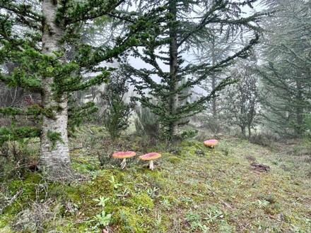 XVI edición del curso 'Conoce los hongos de Ávila' en noviembre