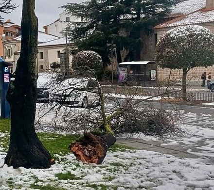 PP de Ávila solicita revisión urgente de árboles tras nevada dañina en Santa Ana
