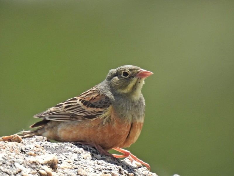El proyecto PIO Ávila promueve el turismo ornitológico en cinco localidades esta semana