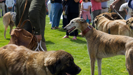 Ávila acogerá exposiciones de razas caninas el 10 y 11 de octubre