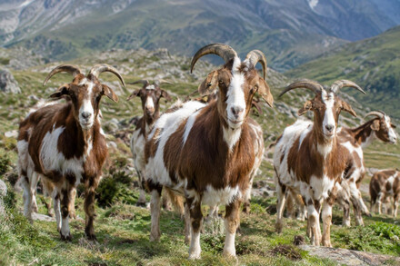 Las cabras guisandesas de Ávila emprenden su camino a Madrid