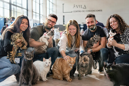 Cerca de 150 gatos se exhibirán en Ávila este fin de semana