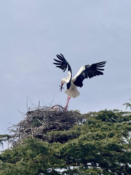 Ávila promociona su turismo ornitológico en la Feria Global Birdfair del Reino Unido