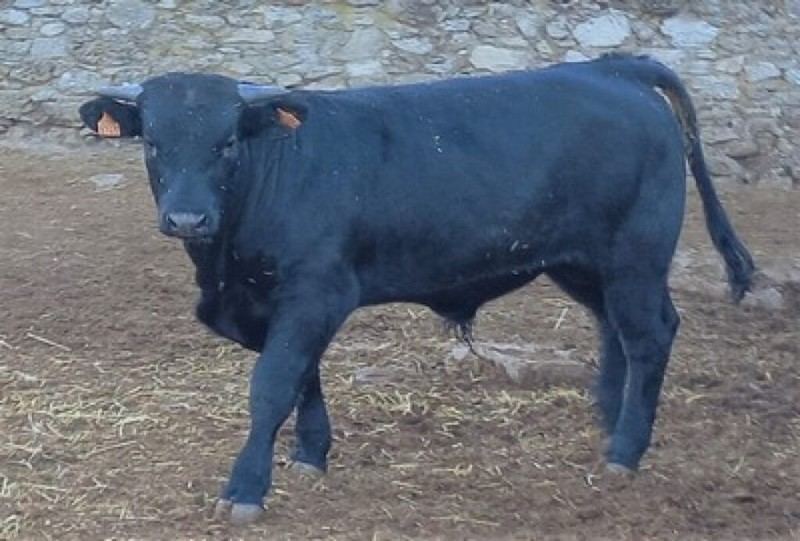 Subasta de once machos de raza Avileña el 12 de noviembre en Ávila