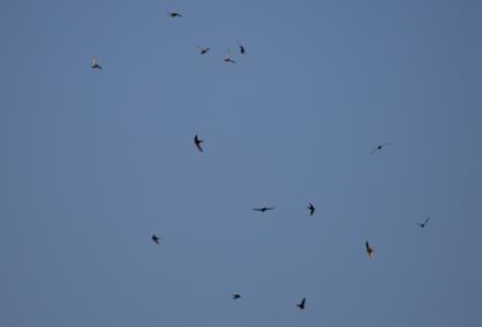 Ávila celebrará un festival de bienvenida a los vencejos en mayo y junio