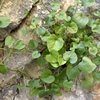 Curiosidades de la Naturaleza: Planta relicta sobrevive a través de los siglos gracias a las hormigas
